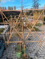 Duurzame Fruitbomen/lei fruit uit eigen tuin in soorten, Tuin en Terras, Planten | Bomen, Ophalen of Verzenden, 100 tot 250 cm