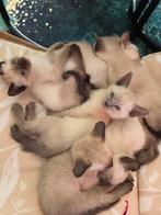 Siamese kittens, Poes, Gechipt