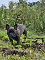 Franse bulldog zoekt een nieuw huisje, Dieren en Toebehoren, Honden | Bulldogs, Pinschers en Molossers, Rabiës (hondsdolheid)