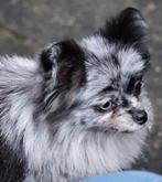 Blue merle dwergkees (Pomeriaan), Dieren en Toebehoren, Honden | Poolhonden, Keeshonden en Oertypen, 1 tot 2 jaar, Teef, Eén hond