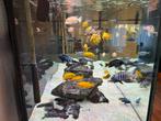 Cichliden tropische vissen, Dieren en Toebehoren, Vissen | Aquariumvissen, Vis