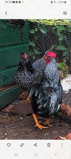 Barnevelder krielkippen, Dieren en Toebehoren, Pluimvee, Vrouwelijk, Kip