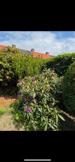 Rhododendron ZELF UITHALEN!, Ophalen, Rhododendron