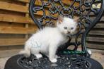 Ragdoll kitten chocolate mitted mink met stamboom, Kater, Gechipt
