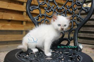 Ragdoll kitten chocolate mitted mink met stamboom beschikbaar voor biedingen