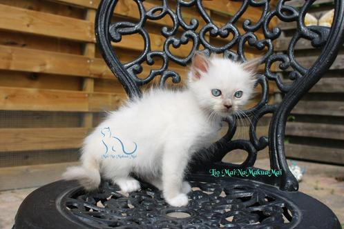 Ragdoll kitten chocolate mitted mink met stamboom, Dieren en Toebehoren, Katten en Kittens | Raskatten | Langhaar, Kater, Met stamboom