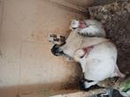 Postduiven koppel jongen, Meerdere dieren, Postduif