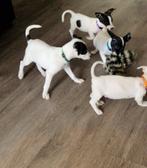 Kruising pups, 8 tot 15 weken, Meerdere, Meerdere dieren, Klein