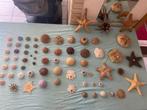 GROTE TROPISCHE ZEESTERREN  10 euro p/s, Verzamelen, Ophalen of Verzenden, Nieuw, Wild dier, Opgezet dier
