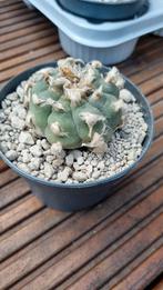 CACTUS LOPHOPHORA WILLIAMSII MOOIE OUDE PLANTEN PEYOTE, Huis en Inrichting, Kamerplanten, Cactus, Minder dan 100 cm, Ophalen of Verzenden