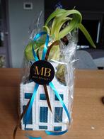 Leuk plantenpotje met hyacint - opbrengst v Pink Ribbon, Huis en Inrichting, Kamerplanten, Ophalen, Overige soorten, In pot, Bloeiende kamerplant