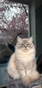 Ragdoll poesjes herplaatser, Dieren en Toebehoren, Katten en Kittens | Raskatten | Langhaar, Poes, Gechipt, 0 tot 2 jaar