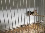 Binsenastrildes natuurbroed, Dieren en Toebehoren, Meerdere dieren, Tropenvogel