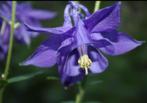 Vaste planten in de tinten blauw en paars, Ophalen of Verzenden, Vaste plant, Overige soorten, Halfschaduw