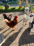 3 hanen ongeveer 17 weken jong., Dieren en Toebehoren, Pluimvee, Mannelijk, Kip