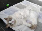 Nano Ragdoll Lilac bicolor Dekkater, Dieren en Toebehoren, Katten en Kittens | Dekkaters