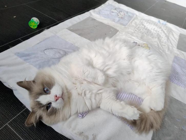Nano Ragdoll Lilac bicolor Dekkater, Dieren en Toebehoren, Katten en Kittens | Dekkaters