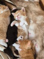 Ragdoll x Maine Coon kittens, Dieren en Toebehoren, Kater