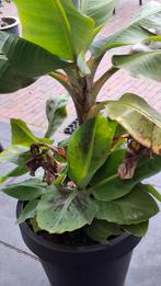 BANANENPLANT, Huis en Inrichting, Ophalen of Verzenden, Halfschaduw, Minder dan 100 cm