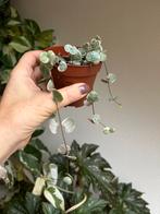 String of hearts variegata, potje met stekken, Huis en Inrichting, Kamerplanten, Ophalen of Verzenden, Halfschaduw, Minder dan 100 cm