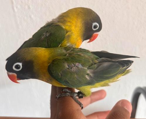Handtamme baby agapornis personata te koop, Dieren en Toebehoren, Vogels | Parkieten en Papegaaien, Dwergpapegaai of Agapornis