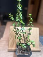 Grote Portulacaria afra plant., Huis en Inrichting, Kamerplanten, Ophalen, Vetplant, In pot, Minder dan 100 cm