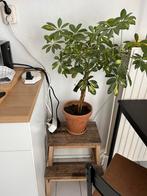 Schefflera plant in pot, Overige soorten, In pot, Minder dan 100 cm, Groene kamerplant