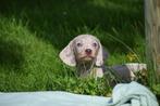 Teckel pups alle kleuren hier beschikbaar, België, Rabiës (hondsdolheid), 15 weken tot 1 jaar, Korthaar
