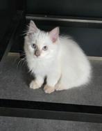 Raszuiver liliac blue point ragdoll kitten  mag nu weg, Dieren en Toebehoren, Katten en Kittens | Raskatten | Korthaar, Kater