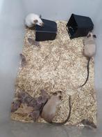 Engelse muizen, Meerdere dieren, Muis, Na 1 juli 2024