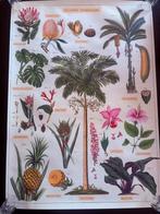 Oude schoolplaat planten, Huis en Inrichting, Woonaccessoires | Lijsten, Overige materialen, Gebruikt, 50 tot 75 cm, Ophalen of Verzenden