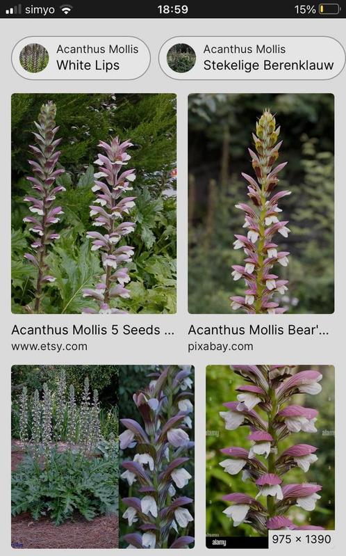 Eco tuincentrum Vlijmen, Tuin en Terras, Planten | Tuinplanten, Vaste plant, Overige soorten, Halfschaduw, Zomer, Ophalen