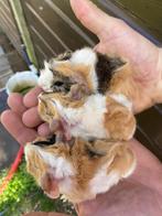 Leuk nestje van 3!, Dieren en Toebehoren, Knaagdieren, Cavia, Meerdere dieren, Tam