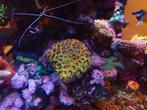 Holy grail micromusa moederkolonie koraal zeeaquarium, Dieren en Toebehoren, Vissen | Aquariumvissen, Overige typen