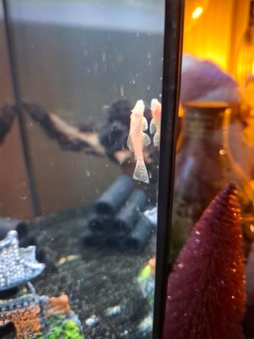 Jonge ancistrus algeneters albino beschikbaar voor biedingen