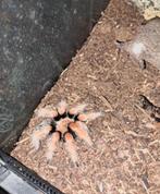 vogelspin Brachypelma boehmei, Spin of Schorpioen