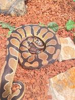 Koningspython met kweektent als verblijf, Dieren en Toebehoren, Reptielen en Amfibieën, Slang, 3 tot 6 jaar