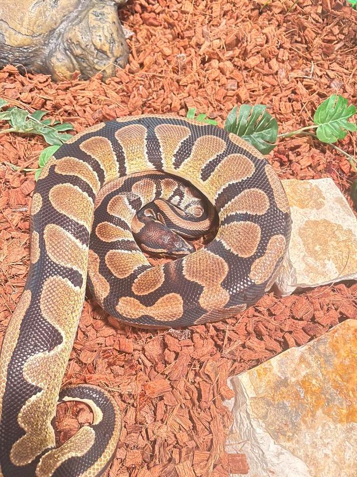 Koningspython met kweektent als verblijf