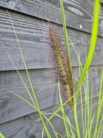 Lampenpoetsersgras 'Red Head', Tuin en Terras, Planten | Tuinplanten, Volle zon, Vaste plant, Siergrassen, Ophalen of Verzenden