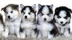 Gezonde Pomsky pups, Mini Husky , Health Breeding Program, CDV (hondenziekte), Meerdere, Poolhond, 8 tot 15 weken