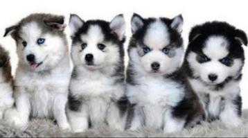 Gezonde Pomsky pups, Mini Husky , Health Breeding Program