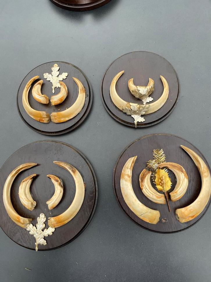 Wildzwijn Keiler Tanden op Schild - Set van 4, Verzamelen, Dierenverzamelingen, Ophalen of Verzenden