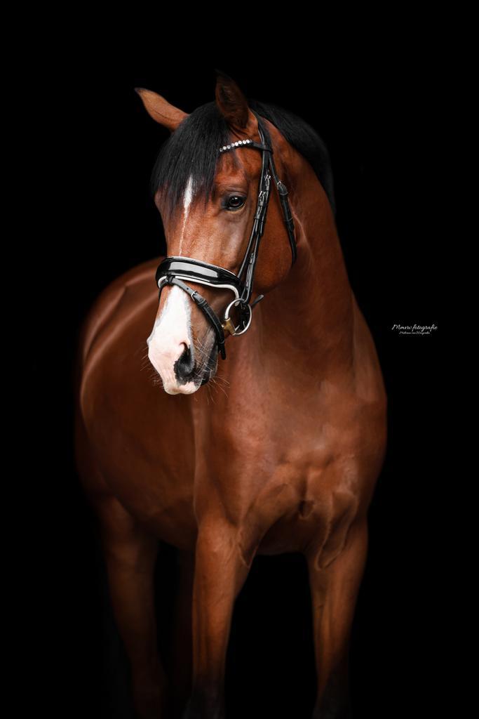 Verzorgster gezocht 3-jarige KWPN ruin, Dieren en Toebehoren, Paarden en Pony's | Verzorgingsproducten, Nieuw, Ophalen