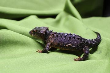 Stocklist Animal corner Pijnacker beschikbaar voor biedingen