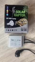 Solar raptor, Dieren en Toebehoren, Hagedis