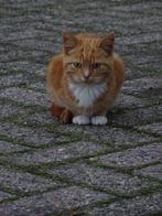 boerderij kittens, Dieren en Toebehoren, Kater, Kortharig, 0 tot 2 jaar