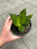 Sanseveria stekje, Groene kamerplant, Ophalen, Halfschaduw, Minder dan 100 cm