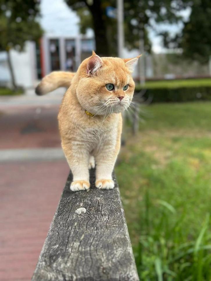 Dekkater, Dieren en Toebehoren, Katten en Kittens | Raskatten | Korthaar, Kater, Ontwormd