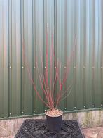 Mooie rode wintertakken, Volle zon, Vaste plant, Zomer, Ophalen