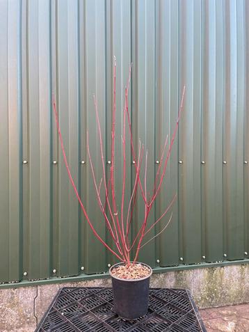 Mooie rode wintertakken beschikbaar voor biedingen